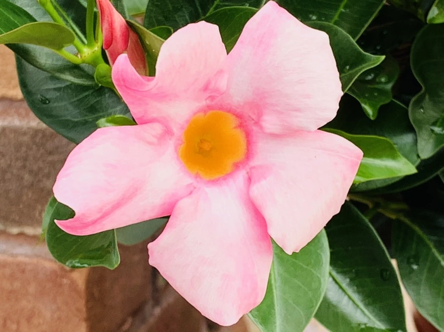 IMG_9048.jpg?type=w966