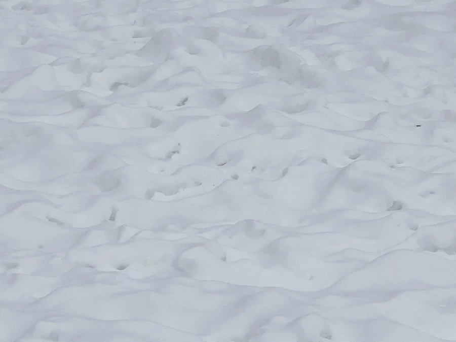 IMG_2344.jpg?type=w966