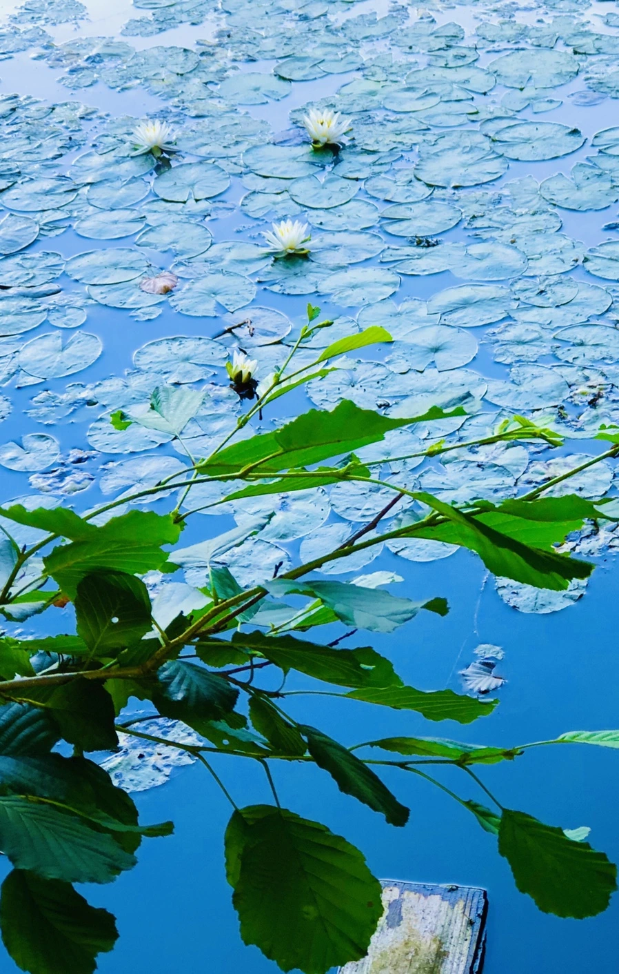 IMG_3784.jpg?type=w966