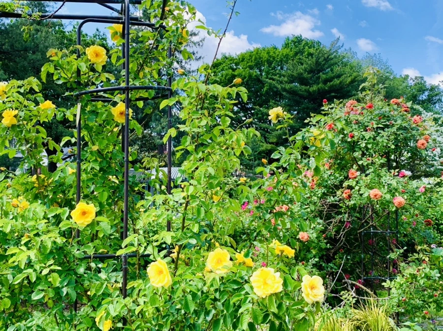 IMG_5851.jpg?type=w966