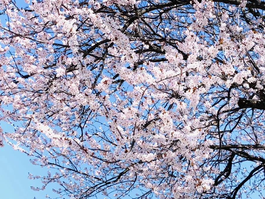 IMG_7969.jpg?type=w966