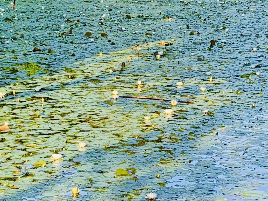 IMG_4331.jpg?type=w966