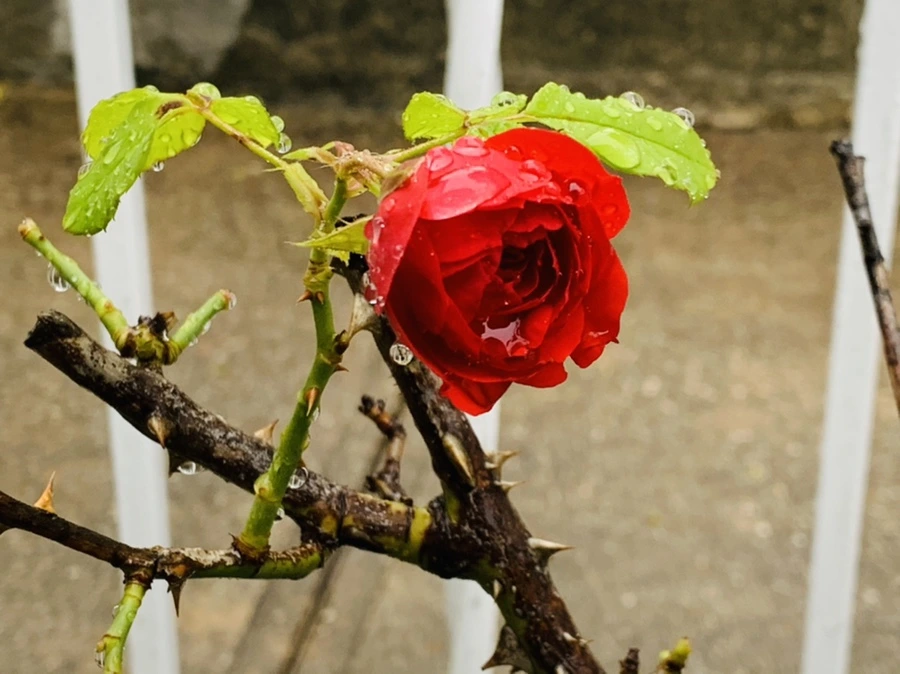 IMG_0079.jpg?type=w966