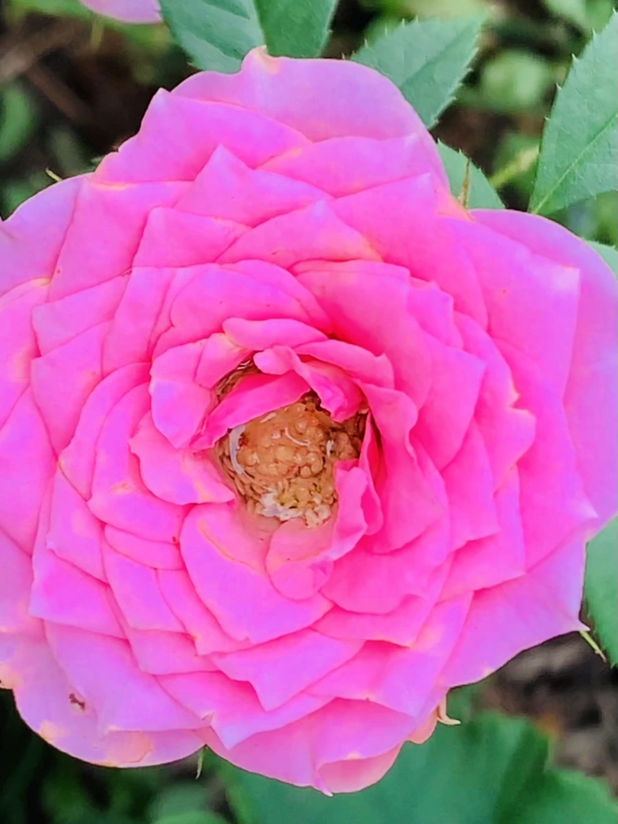 IMG_6066.jpg?type=w966