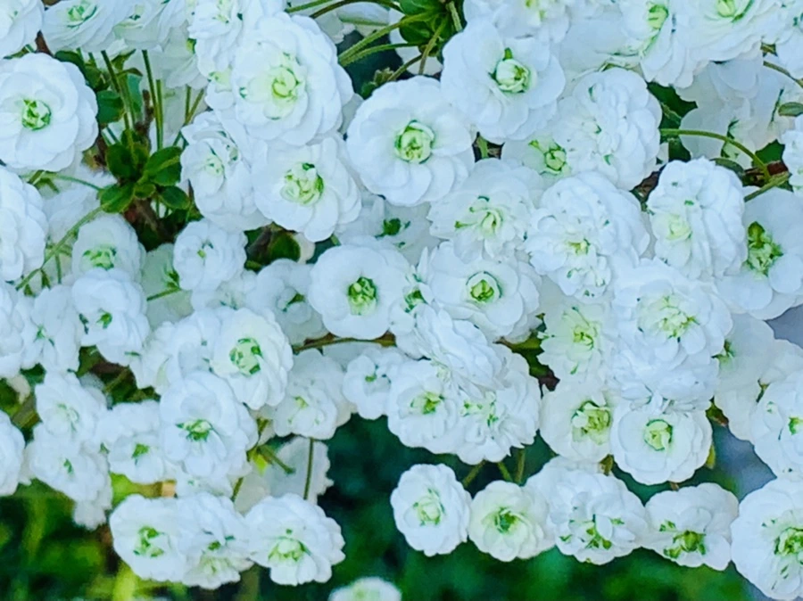 IMG_3317.jpg?type=w966