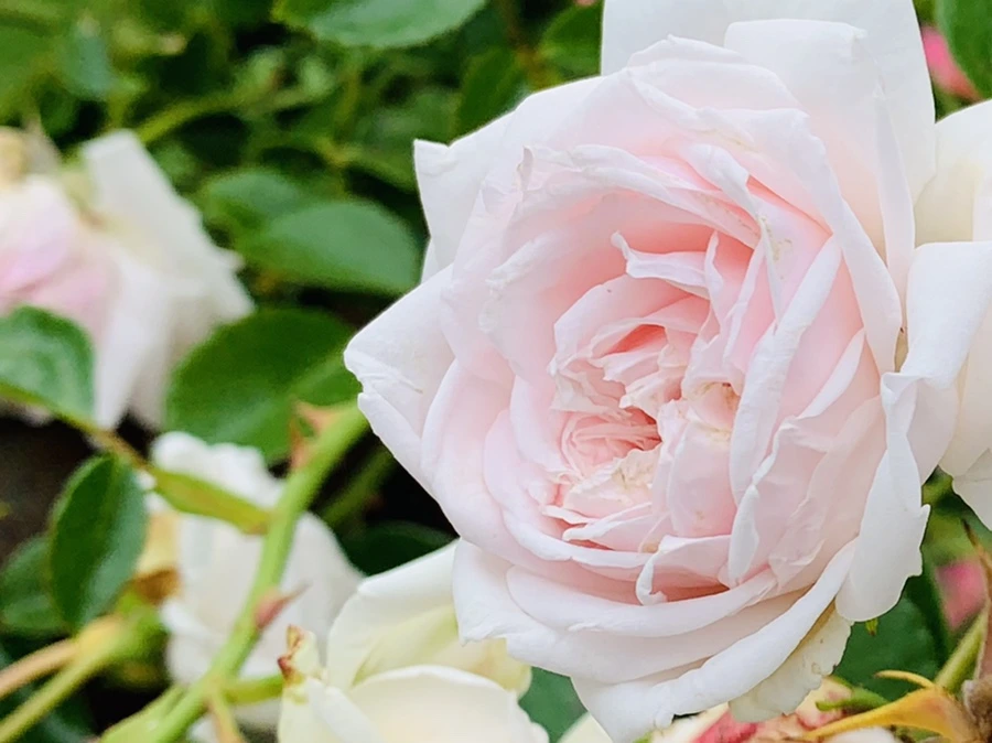 IMG_2930.jpg?type=w966