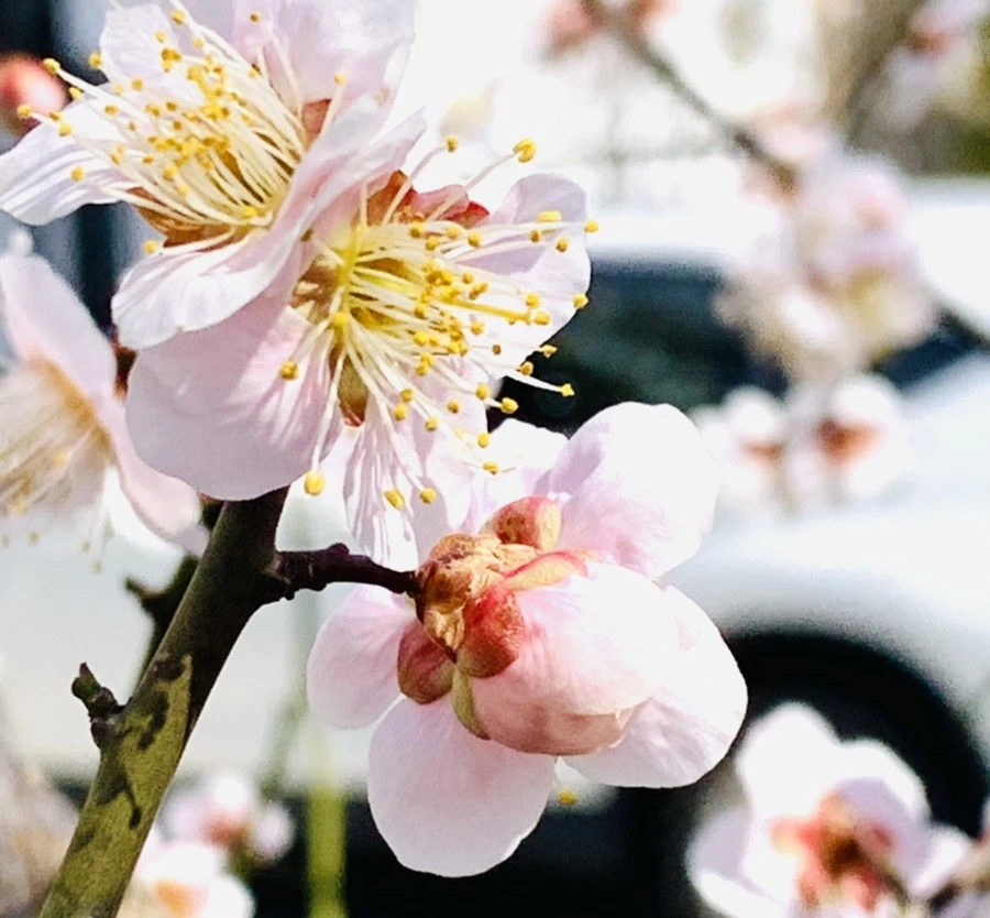 IMG_1038.jpg?type=w966