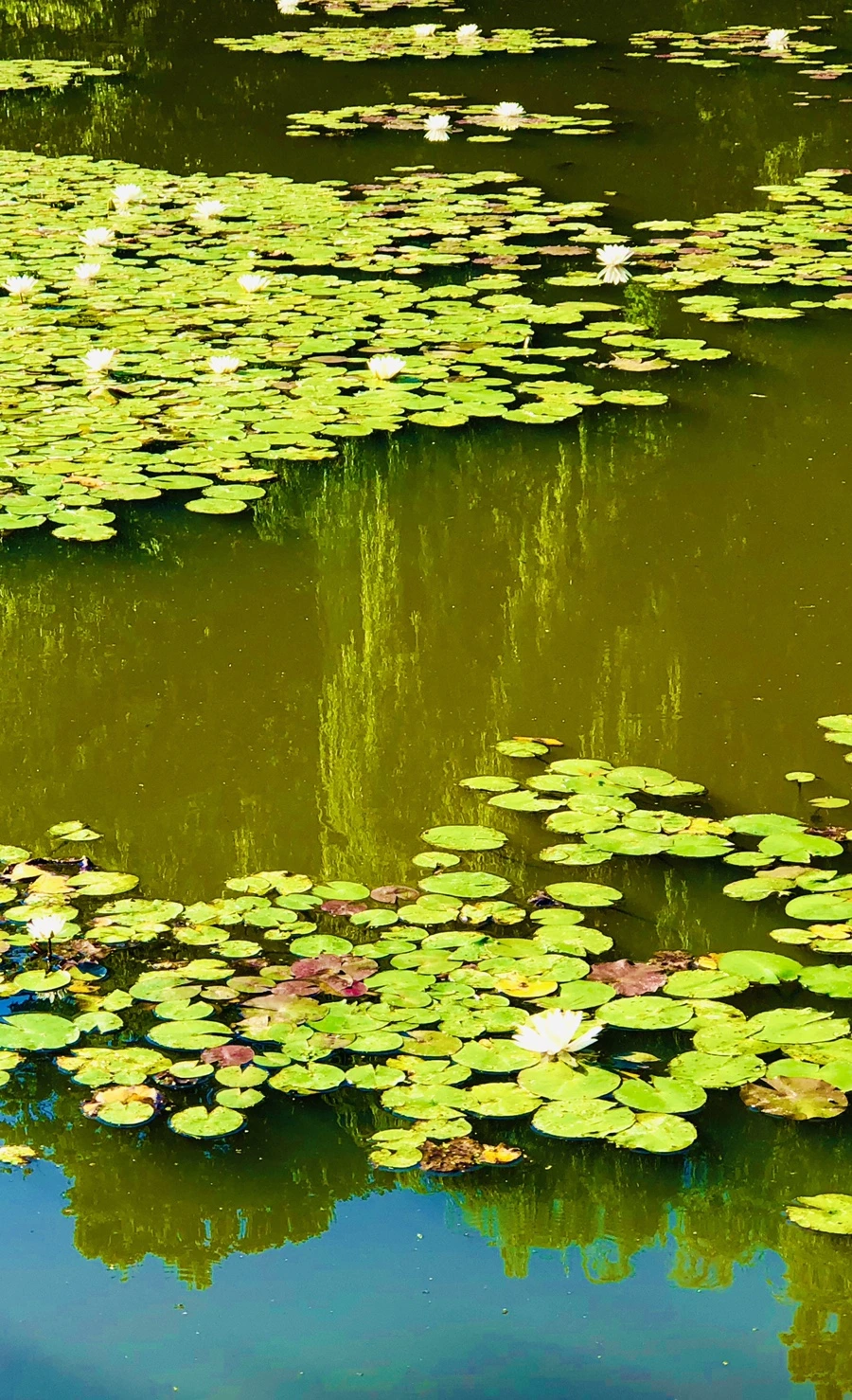 IMG_3948.jpg?type=w966