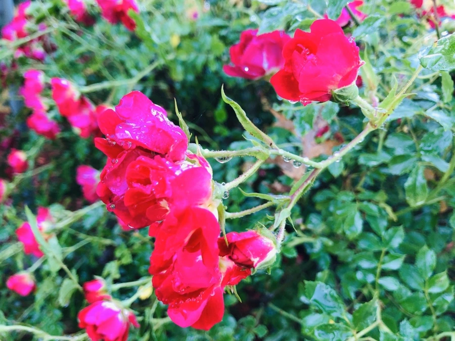 IMG_9056.jpg?type=w966