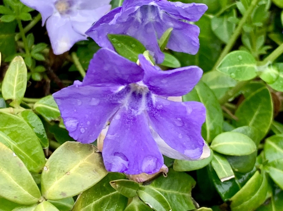 IMG_5352.jpg?type=w966