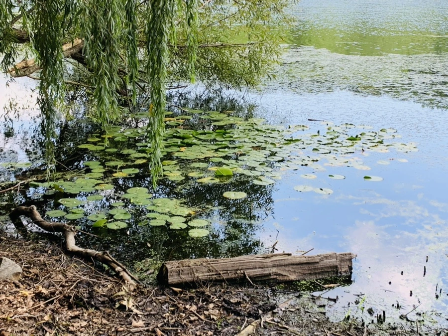 IMG_7540.jpg?type=w966