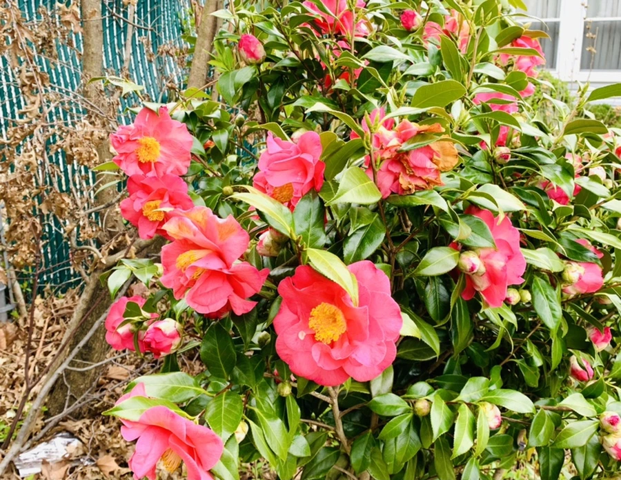 IMG_6645.jpg?type=w966