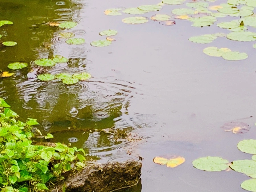 IMG_8366.jpg?type=w966