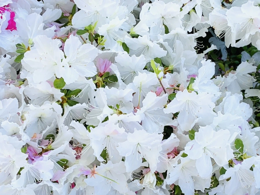 IMG_0437.jpg?type=w966