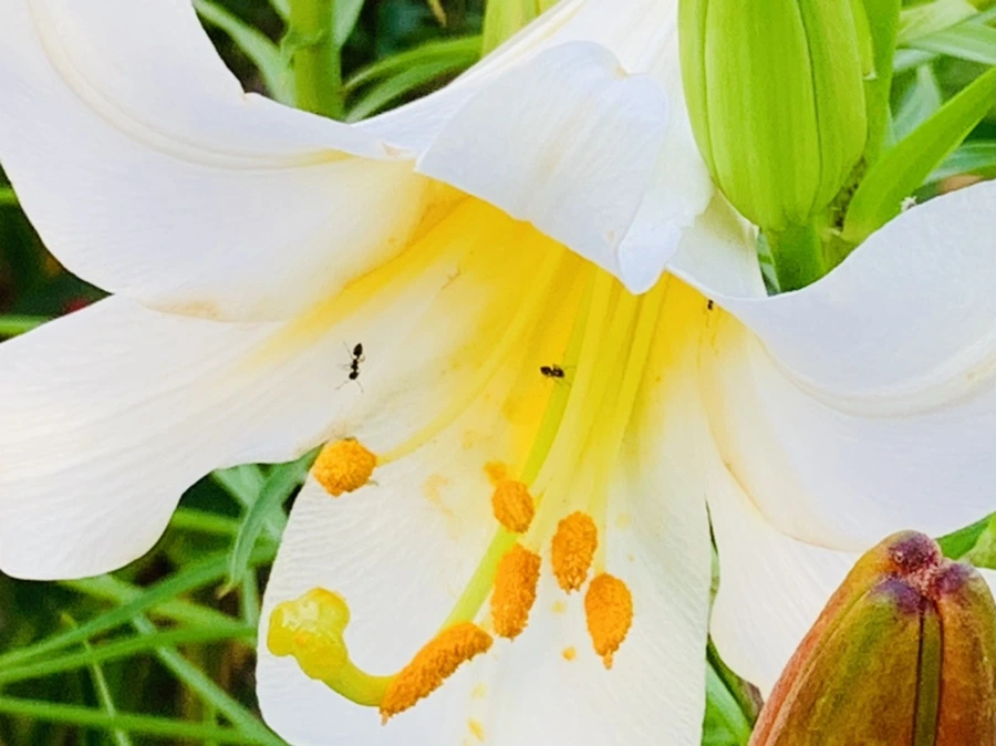 IMG_5660.jpg?type=w966