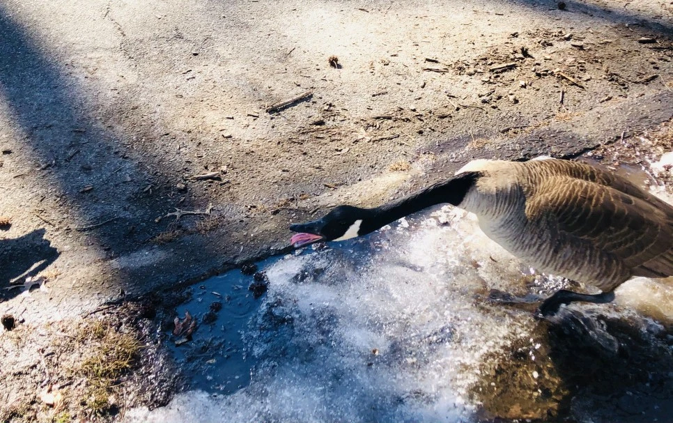 IMG_4572.jpg?type=w966