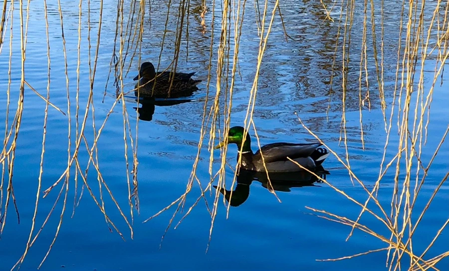 IMG_4264.jpg?type=w966