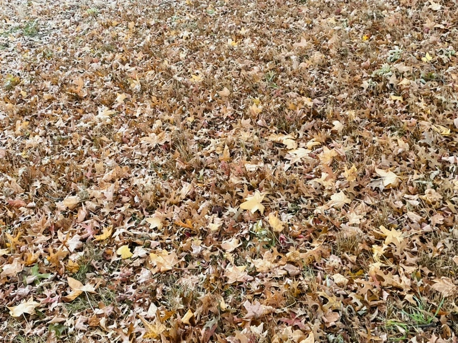 IMG_4076.jpg?type=w966