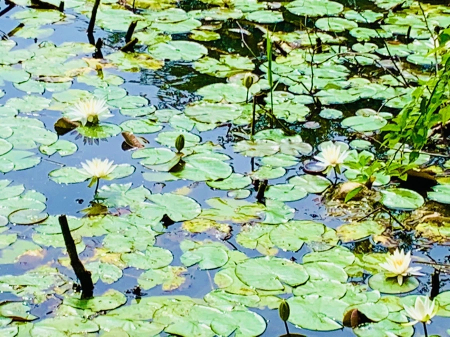 IMG_9329.jpg?type=w966