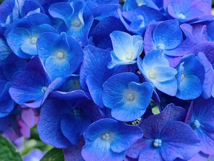 IMG_8308.jpg?type=w966