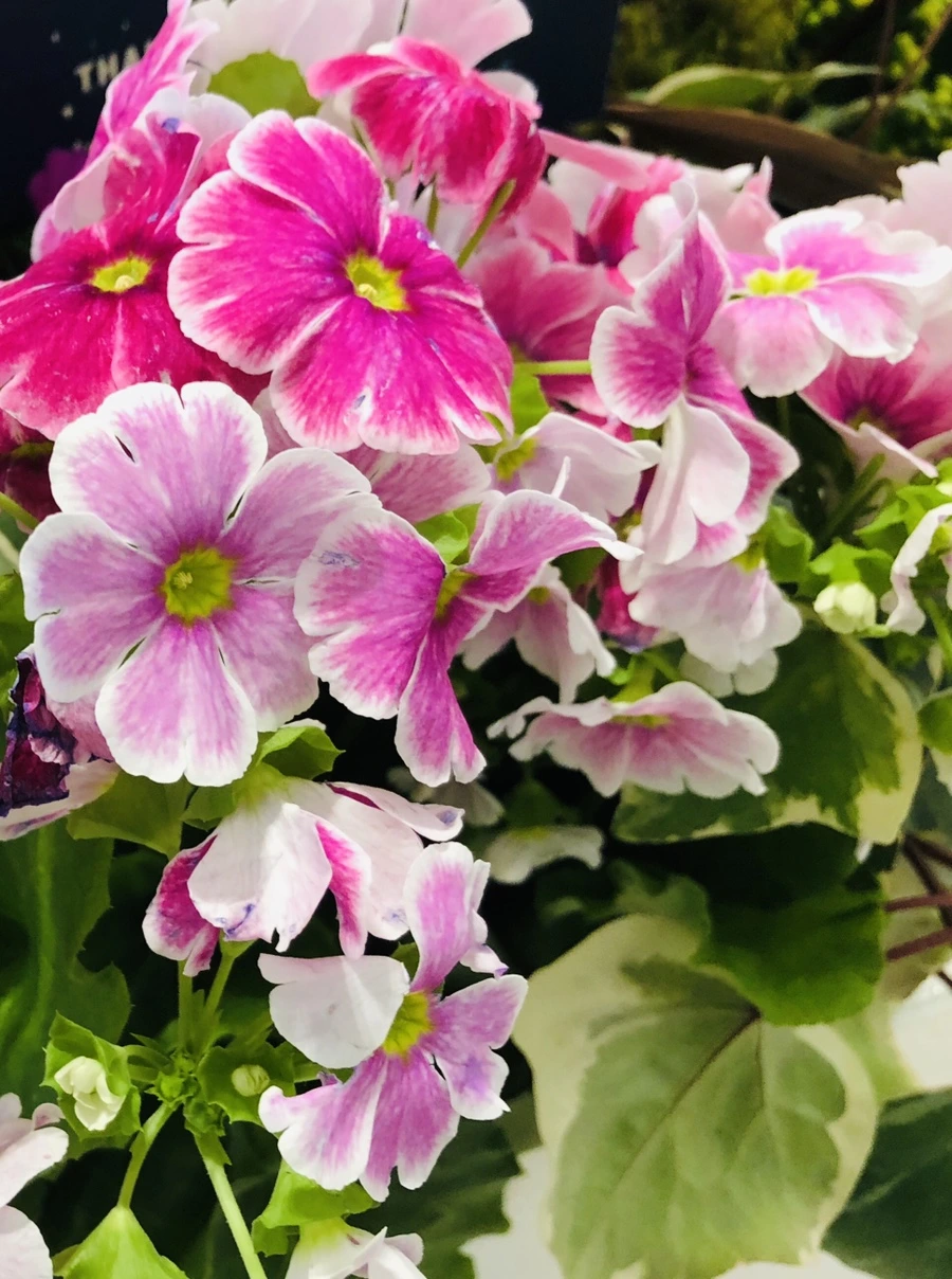 IMG_1849.jpg?type=w966