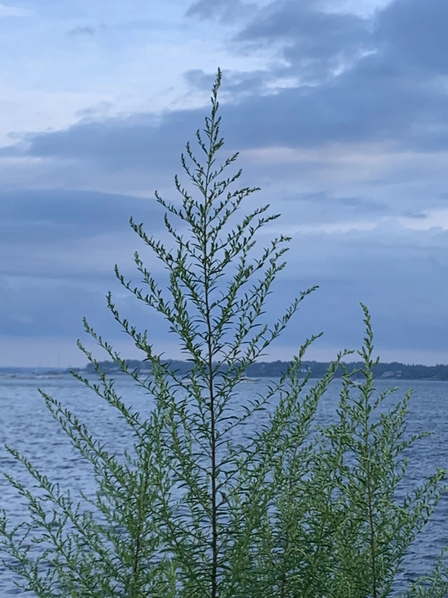 IMG_5727.jpg?type=w966