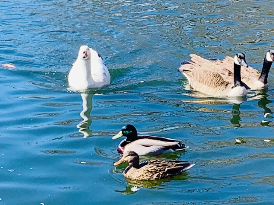 IMG_6867.jpg?type=w966