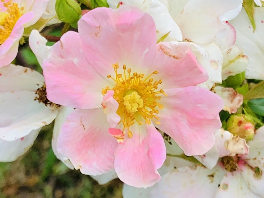 IMG_4993.jpg?type=w966