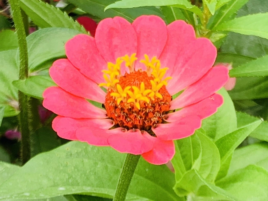 IMG_1187.jpg?type=w966