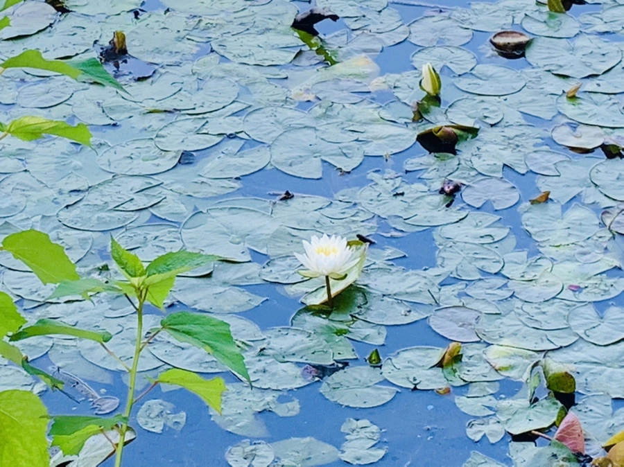 IMG_1235.jpg?type=w966