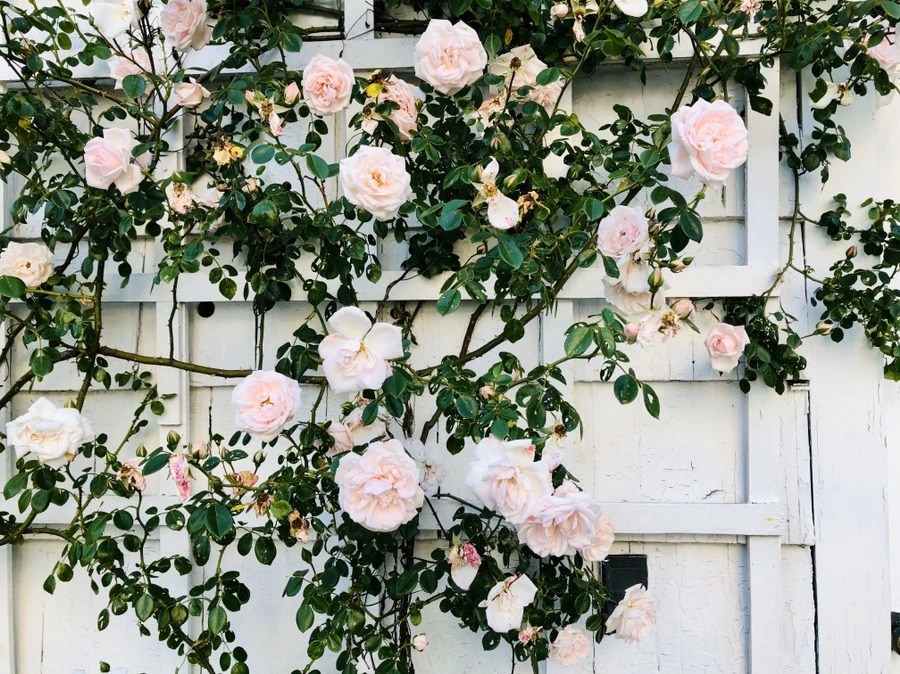 IMG_8468.jpg?type=w966