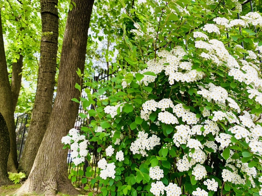 IMG_1504.jpg?type=w966