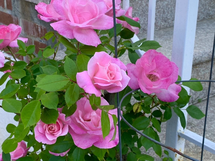 IMG_4628.jpg?type=w966