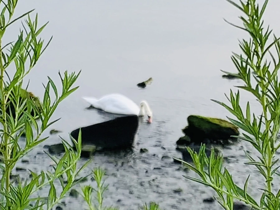 IMG_6547.jpg?type=w966