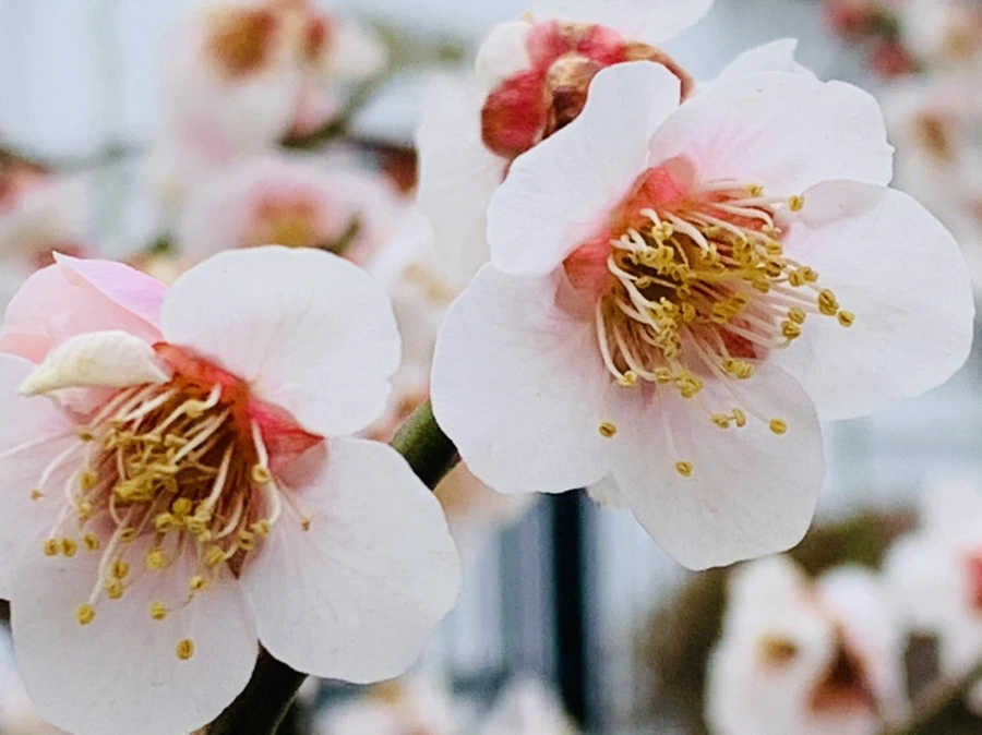 IMG_3585.jpg?type=w966