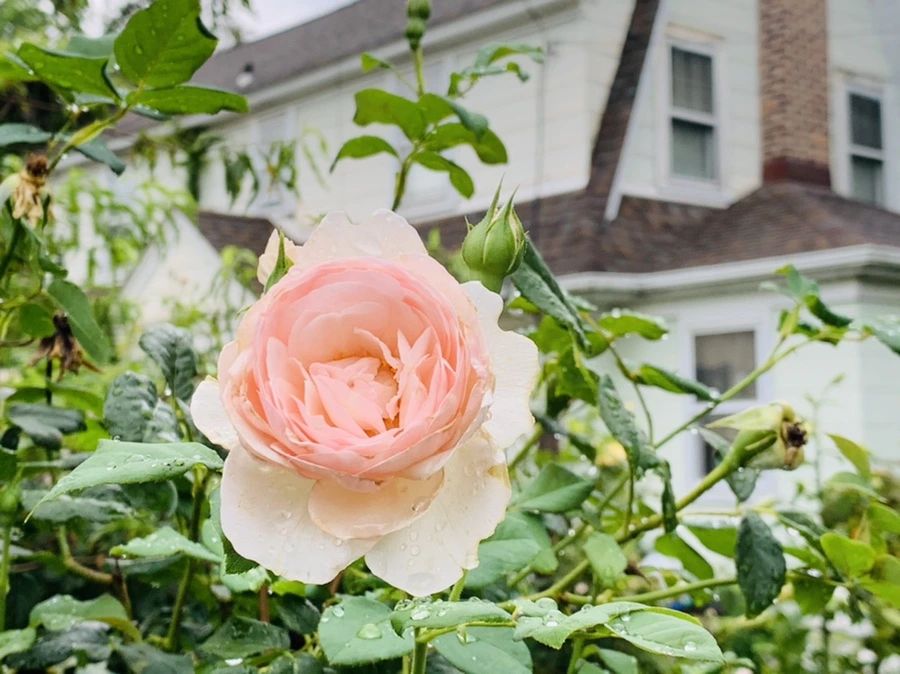 IMG_9768.jpg?type=w966