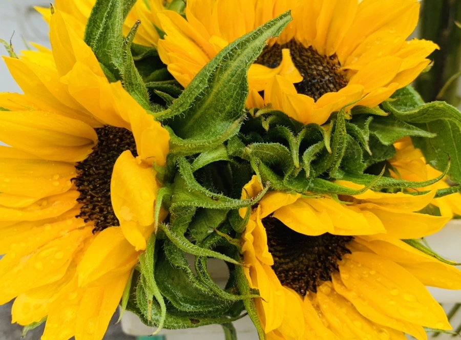 IMG_0263.jpg?type=w966