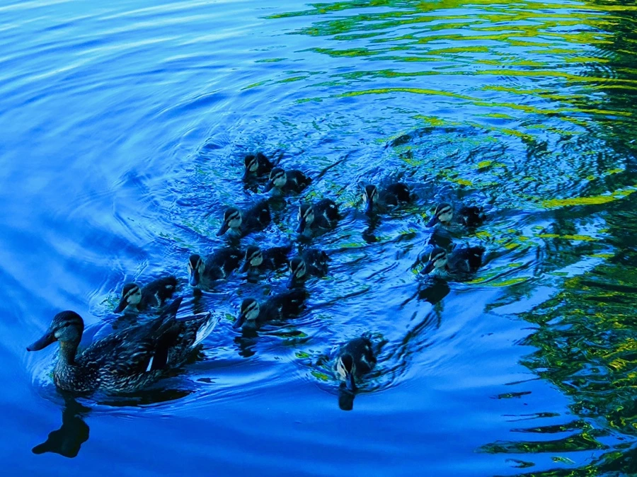 IMG_2674.jpg?type=w966