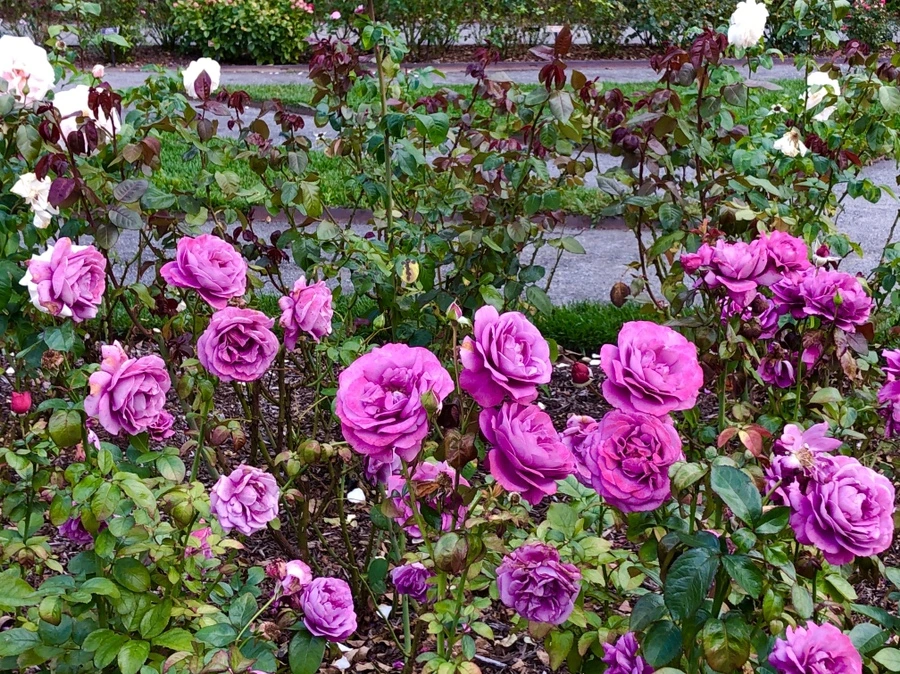 IMG_1620.jpg?type=w966