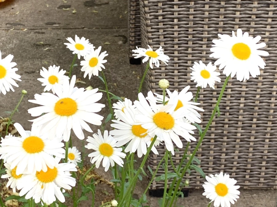 IMG_5506.jpg?type=w966