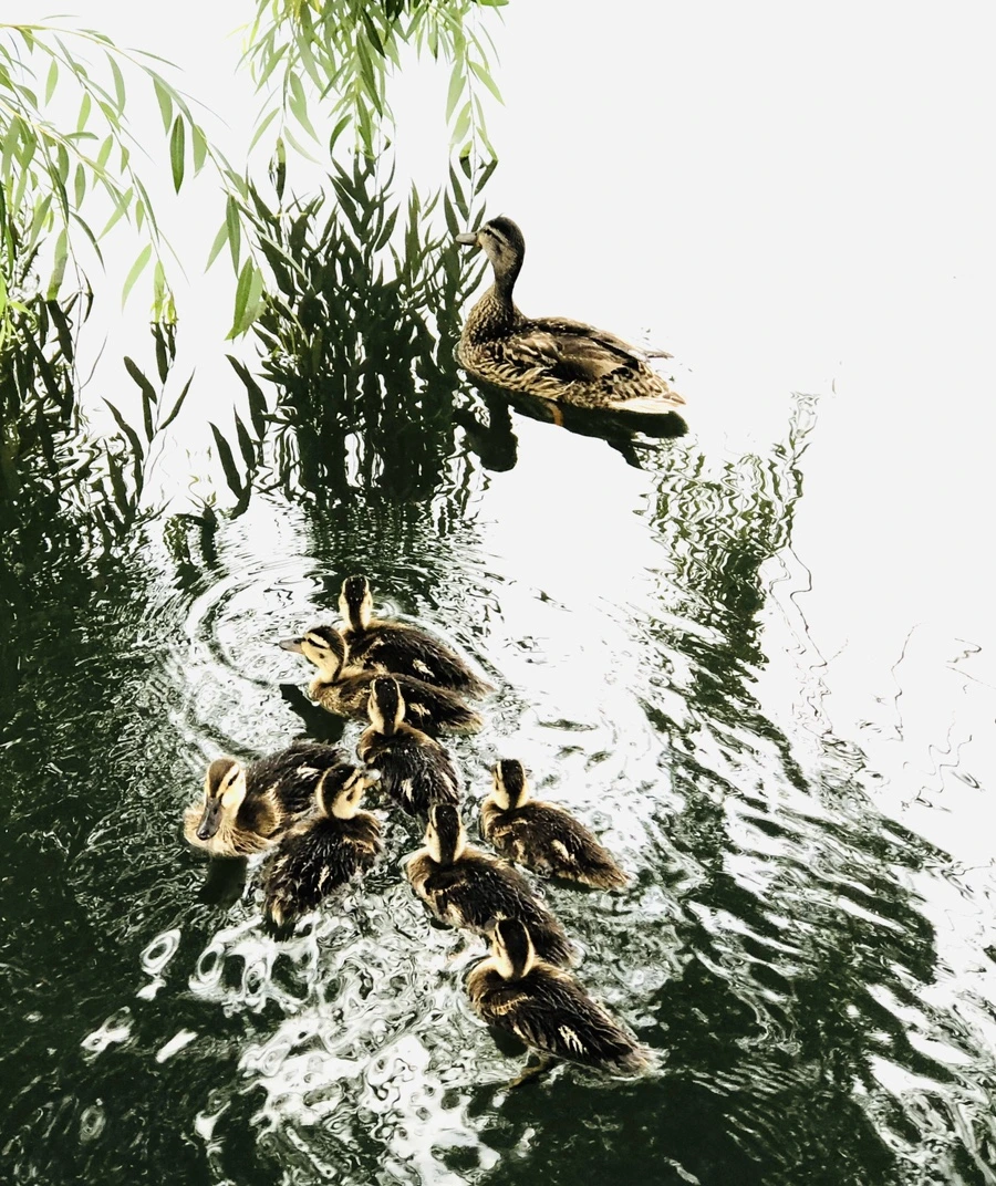 IMG_3147.jpg?type=w966