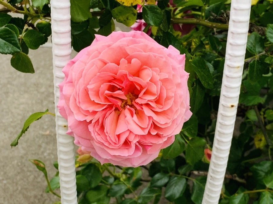 IMG_6083.jpg?type=w966