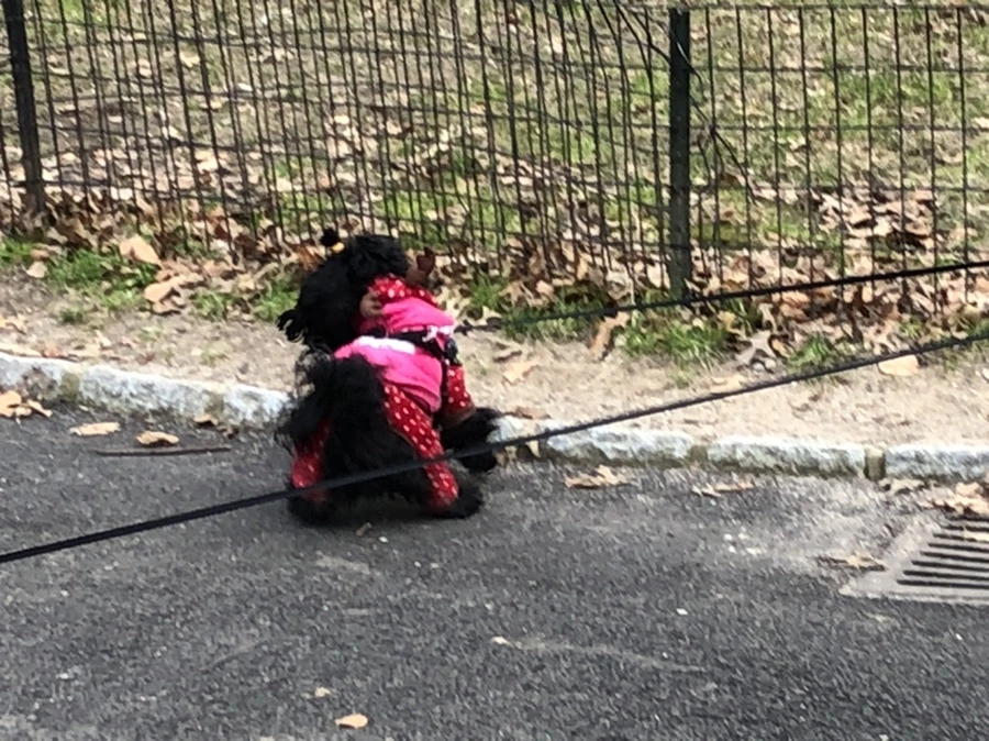 IMG_2416.jpg?type=w966