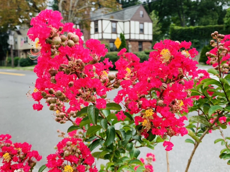 IMG_6051.jpg?type=w966