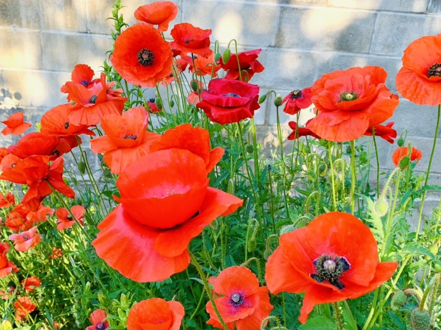 IMG_3315.jpg?type=w966