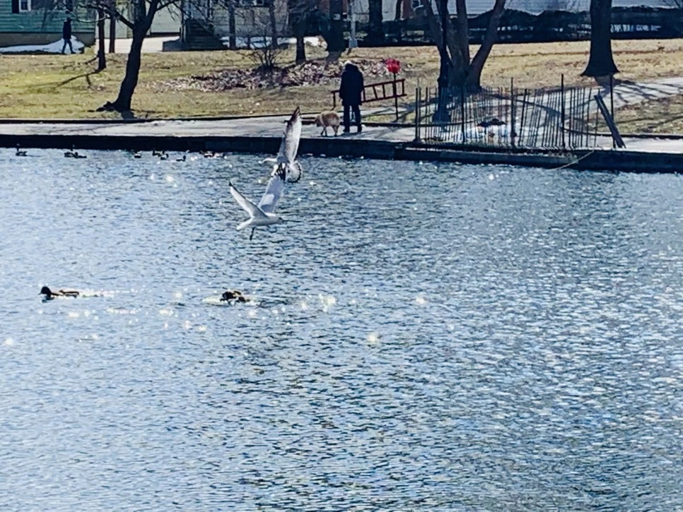 IMG_7234.jpg?type=w966