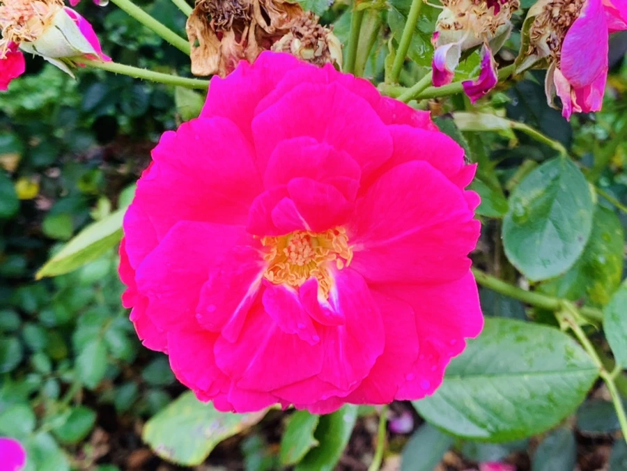 IMG_0977.jpg?type=w966