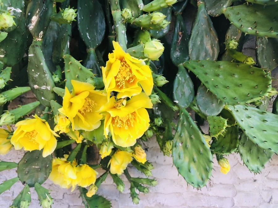 IMG_9798.jpg?type=w966