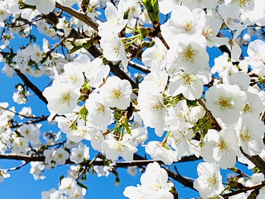 IMG_8377.jpg?type=w966