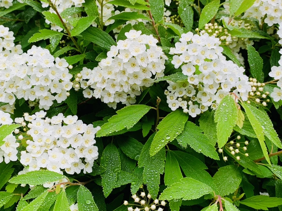 IMG_9729.jpg?type=w966